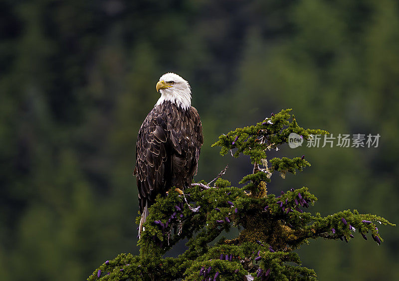 白头鹰(Haliaeetus leucocephalus)是一种发现于北美的猛禽。它是美国的国鸟，并印在其印章上。它被发现在大型的开放水域附近，有丰富的食物供应和古老的tr